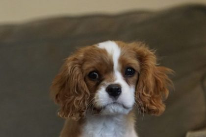 5-things-you-should-know-before-owning-a-cavalier-king-charles-spaniel