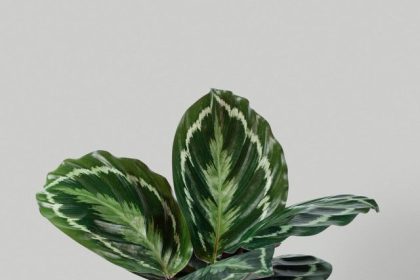 Calathea-Medallion-1