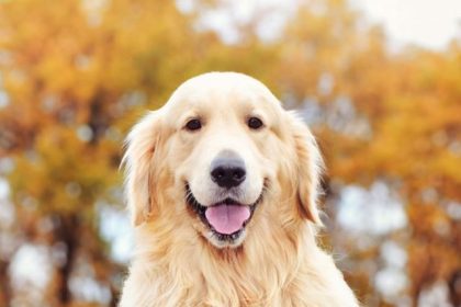 golder-retriever-standing-by-a-rural-fence